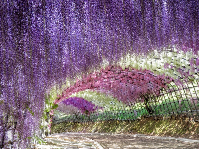 สวนคาวาจิฟูจิ